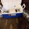 Pre Made Miner Cooler, Sound Reduction W/AC Ducting